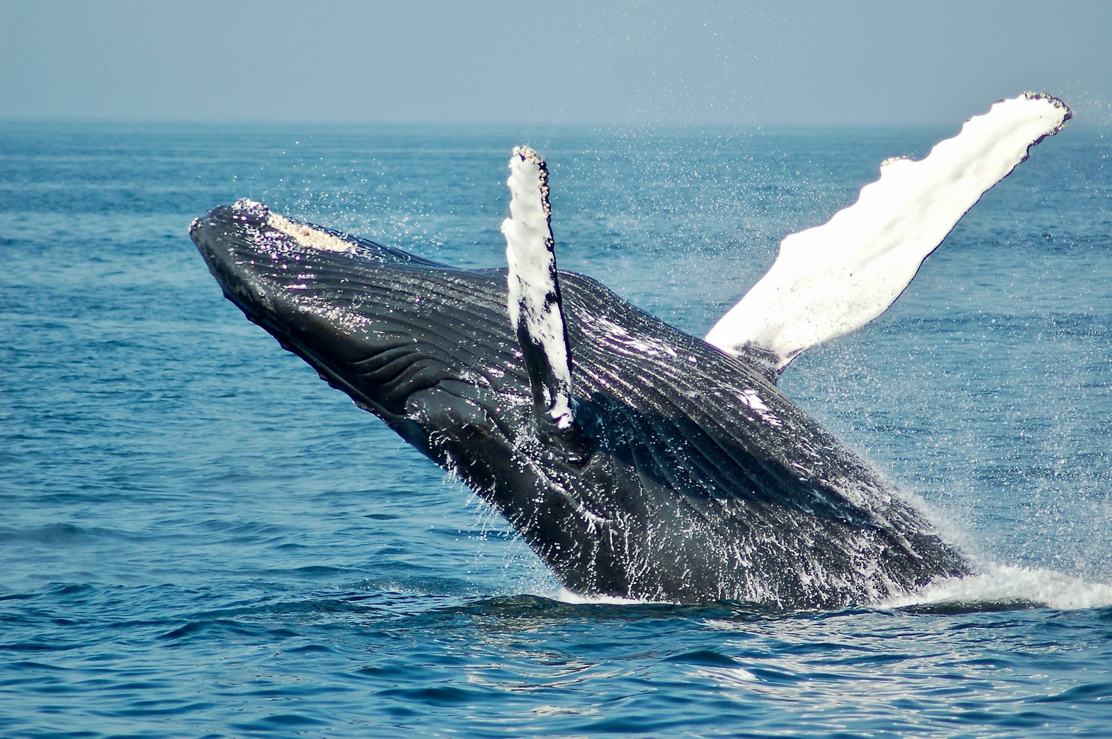 Whale Dumps $36M in HYPE to Shore Up $103M Short